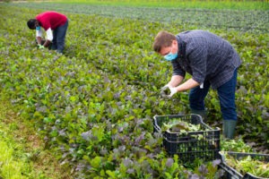 Top 7 Most Common Injuries for Agricultural Workers in North Carolina