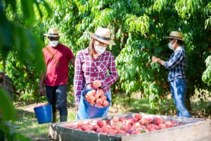 Top 5 Most Common Injuries For Agricultural Workers In South Carolina