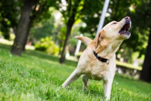 Bessemer City Dog Bite Lawyer