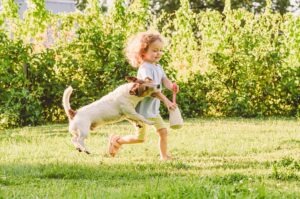 Asheville Dog Bite Lawyer