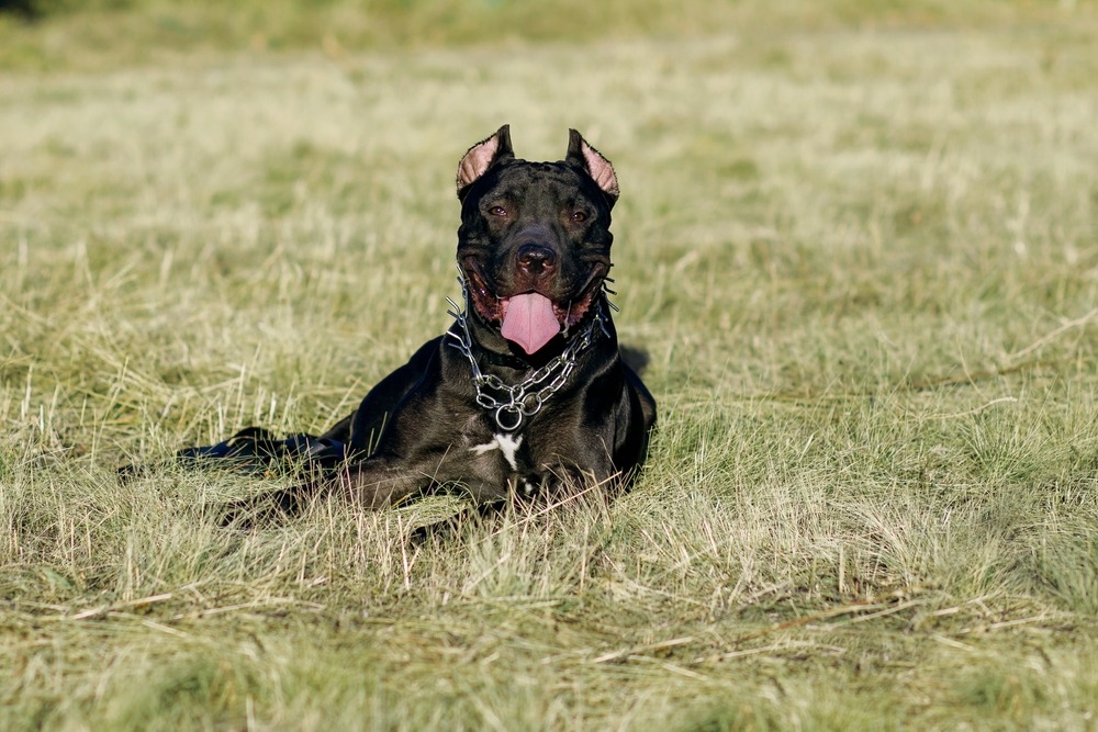 A black pit bull with a collar on the grass looking dangerous. 6 reasons to hire a dog bite lawyer
