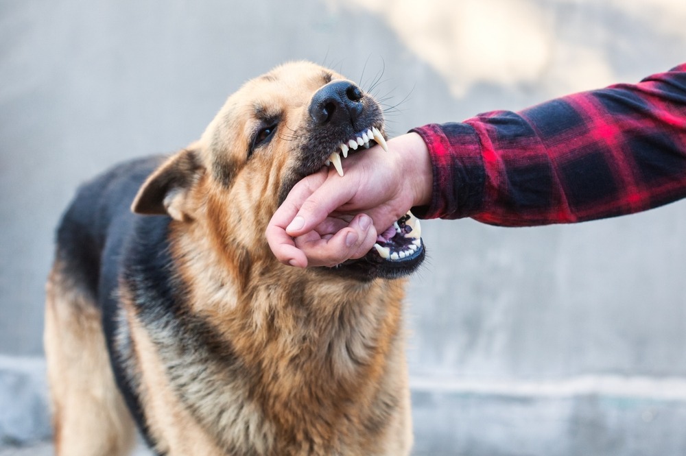 A dog biting a person’s hand, with the individual who has been bitten wondering how to report a dog bite in North Carolina