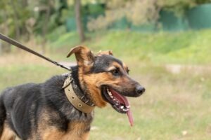 How Long Does It Take for a Dog Bite Settlement?