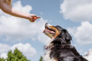 Should I Get a Lawyer for a Dog Bite?