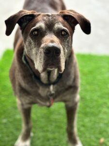 Who Is Responsible for Dog Bite Medical Bills?